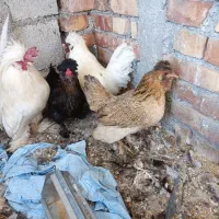 مرغ و خروس پاکوتاه چینی|حیوانات مزرعه|پیرانشهر, |دیوار