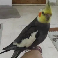 عروس هلندی پیدا شده