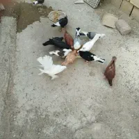 کبوتر ساتن چتری یهودی حدود ۱۵