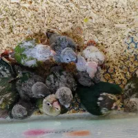 جوجه گرینچیک سرلاکی