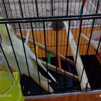 عروس هلندی رام رنگ لوتینو