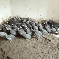 مرغ شاخ دار حراج به دلیل تغییر شغل