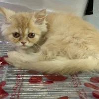 بریتیش پرشین (سفید و گارفیلدی)|گربه|رشت, لاکانی|دیوار