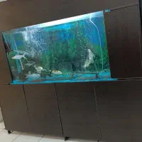 اکواریوم با با 9ماهی کوی