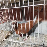 کفتر|پرنده|چناران, |دیوار