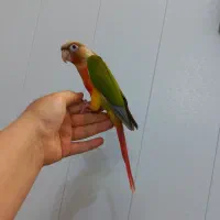 گرینچیک آناناسی دبل رد تازه دانخور فول دستی