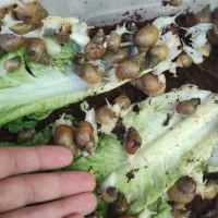 فروش فوری حلزون با نصف قیمت|خزنده|تبریز, |دیوار