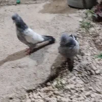 یک جفت سینه ای مفت|پرنده|کازرون, |دیوار