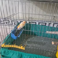 قناری نر|پرنده|پاکدشت, پاکدشت (مامازند)|دیوار