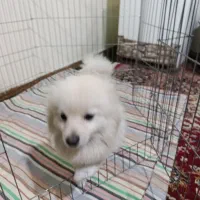 سگ پامر ۱۸ ماهه