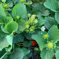 نهال توت فرنگی سابرینا و کاماروس