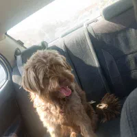 سگ شیتسو  پودل  معاوضه با سیستم باند