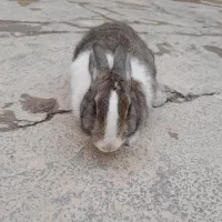 خرگوش نازو قشنگ