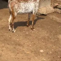 نابی‌بزغاله