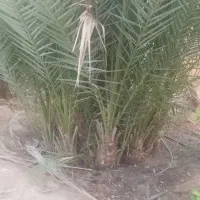 فروش انواع پاجوش نخل درجه 1قیروکارزین|خدمات باغبانی و درختکاری|قیروکارزین, |دیوار