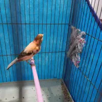 فروش قناری نر بخون