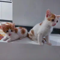 واگذاری گربه دوماهه