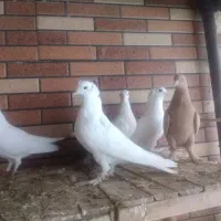 کبوتر زینتی