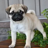 پاگ دوماهه پرچین و چروک