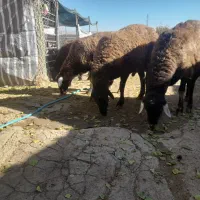 ۵عدد قوچ دودندان روزگاری درج یک|حیوانات مزرعه|فریدونشهر, |دیوار