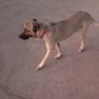 فروش ماده سگ سرابی کمتر از یک سال