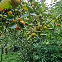 فروش خرمالو بالای دو تن|خدمات باغبانی و درختکاری|لاهیجان, آهندان|دیوار
