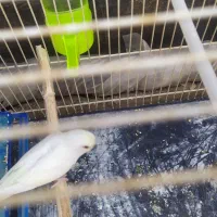 دو جفت مرغ عشق سالم و خوشگل