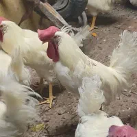 خروس‌سفید‌‌جوان400تومان