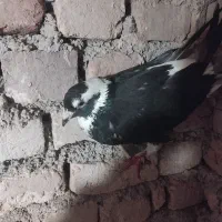 سلام کفتر پلنگی وساده