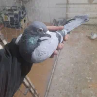 باسلام بارجدید|پرنده|نهاوند, |دیوار