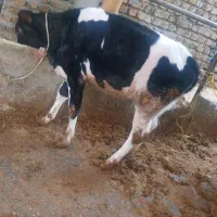 گوساله ماده ی جنس(گاو گوساله)