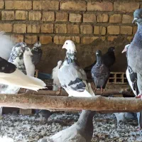 فروش انواع کبوتر یکجا|پرنده|اصفهان, کوی امیریه|دیوار