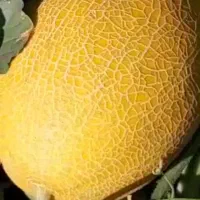 خربزه و هندوانه تازه‌چین با قیمت استثنایی|خدمات باغبانی و درختکاری|شوش, |دیوار