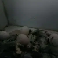 فروش پرنده عروس|پرنده|نقده, |دیوار