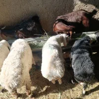 فروش بره و بزغاله نژاد خوب گوشتی