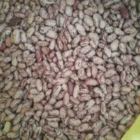 لوبیا چیتی درجه یک