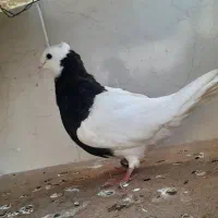 حراج انواع کبوتر