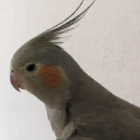 عروس هلندی در کازرون