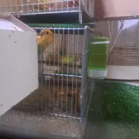 برزیلی کله نارنجی