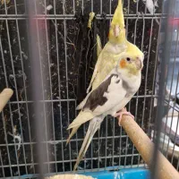 عروس هلندی|پرنده|ری, شهادت|دیوار