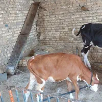 یک عدد گاو بادوتا گوساله