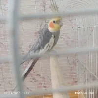 عروس هلندی نر