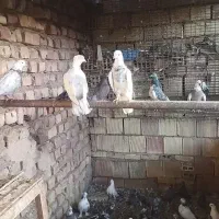 کبوتر فروشی|پرنده|نیاسر, |دیوار