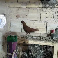 سرخ کرمونی ماده