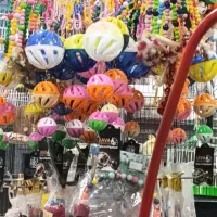 پرنده و اجناسی برای پرندگان