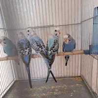 مرغ عشق