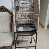 مرغ مینا سخنگو|پرنده|ری, عباس‌آباد|دیوار