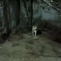 توله 5ماهه سرابی اصل نر|سگ|سرعین, |دیوار