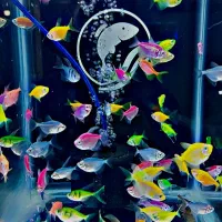 کالر. گوپی. تایگر بارب