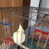 عروس هلندی